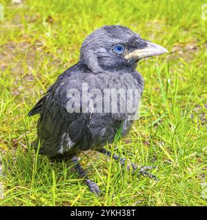 Junge schwarze Krähenjagd Corvus monedula mit blauen Augen im grünen Gras und auf grünem Hintergrund im Klushof Bremerhaven Deutschland Stockfoto