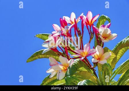 Plumeria-Pflanze mit rosa und gelben Blüten mit blauem Himmel in Playa del Carmen Mexiko Stockfoto