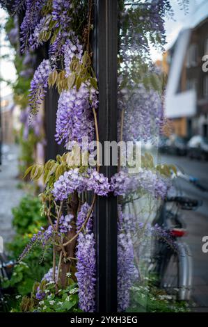 Blühender Frühling in Europa. Sakura und Wisteria Stockfoto