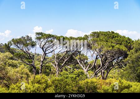 Riesige südafrikanische Bäume im Botanischen Garten Kirstenbosch in Kapstadt Stockfoto