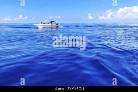 Riesige wunderschöne Walhaie schwimmen auf der Wasseroberfläche auf einer Bootstour mit Tauchen und Schnorcheln in Cancun Quintana Roo Mexiko Stockfoto