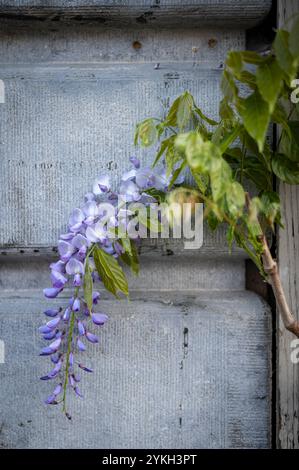 Blühender Frühling in Europa. Sakura und Wisteria Stockfoto