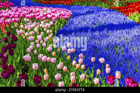 Viele bunte Tulpen und Narzissen im Keukenhof Tulpenpark in Lisse Südholland Niederlande Stockfoto