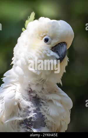 Kakadu sitzt auf einem Ast Stockfoto