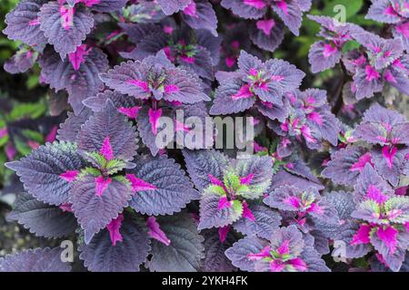 Pink Purple Green Coleus im Perdana Botanical Garden, Kuala Lumpur, Malaysia, Asien Stockfoto