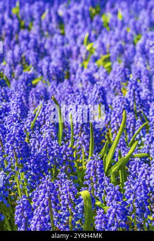 Bunte blaue Glockenblumen Traubenhyazinthe Muscari armeniacum und gelbe Tulpen und Narzissen in Keukenhof in Lisse Südholland Niederlande Stockfoto