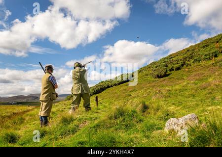 Bilder des Schießens von gefahrenen Wildvögeln, einschließlich Auerhühnern, auf einem schottischen Highland Estate. Stockfoto