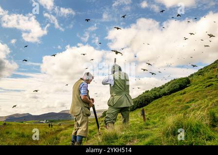 Bilder des Schießens von gefahrenen Wildvögeln, einschließlich Auerhühnern, auf einem schottischen Highland Estate. Stockfoto