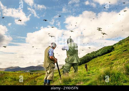 Bilder des Schießens von gefahrenen Wildvögeln, einschließlich Auerhühnern, auf einem schottischen Highland Estate. Stockfoto