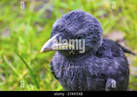 Junge schwarze Krähenjagd Corvus monedula mit blauen Augen im grünen Gras und auf grünem Hintergrund im Klushof Bremerhaven Deutschland Stockfoto