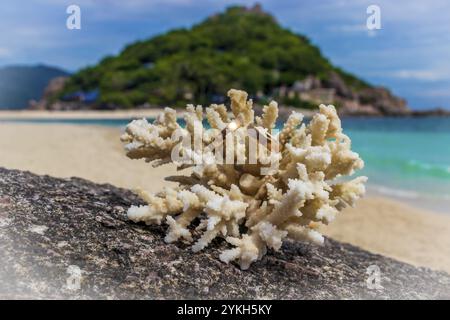 Eheringe auf Korallen am Strand. Flitterwochen auf Koh Nang Yuan Thailand Stockfoto