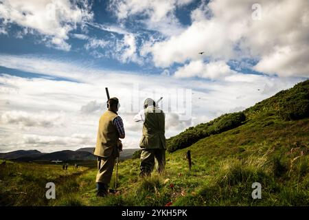 Bilder des Schießens von gefahrenen Wildvögeln, einschließlich Auerhühnern, auf einem schottischen Highland Estate. Stockfoto