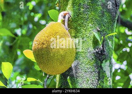 Jackfrucht Artocarpus heterophyllus wächst auf einem Jack-Baum in der Natur von Ilha Grande Rio de Janeiro Brasilien Stockfoto