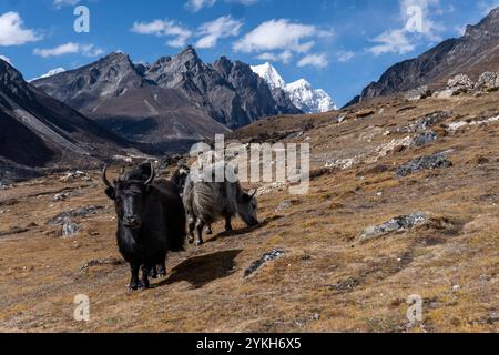 Eine Herde von Yaks, schwarz und grau, weidet auf gelblichem Sträucher auf dem Hügel im Thame-Tal in Khumbu, Nepal. Stockfoto