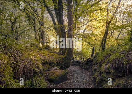 Der Leet Path durch den alten Wald von Draynes Wood auf Bodmin Moor in Cornwall in Großbritannien. Stockfoto