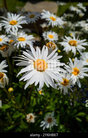 Shasta Daisy Daisies Leucanthemum x superbum wächst in einem Blumenbeet in einem Garten in Newquay in Cornwall, Großbritannien. Stockfoto