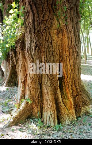 Der alte stumpf, mit Moos im Wald bedeckt. Morgen Stockfoto