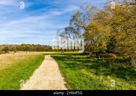Pfad durch den Hainault Forest Country Park im Herbst, England Stockfoto