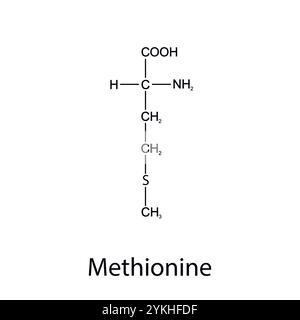 Chemische Formel des Methionins. Essentielle Aminosäuren. Organische Chemie. Vektor. Stock Vektor