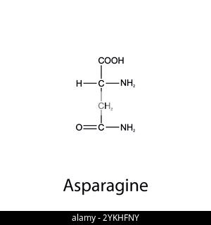 Chemische Formel des Asparagins. Essentielle Aminosäuren. Organische Chemie. Vektorabbildung. Stock Vektor