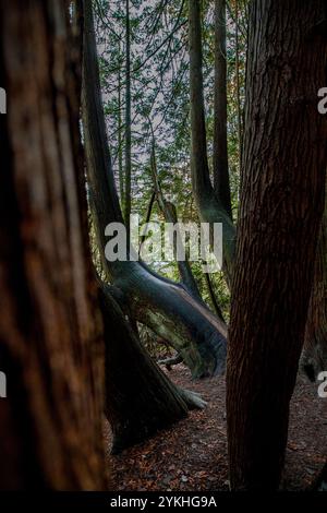 Blick durch braune Tannen- und Nadelbaumstämme in einer Waldlandschaft ohne Menschen Stockfoto