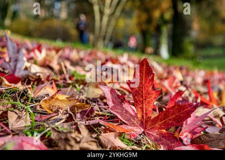 Leuchtend rote und gelbe Herbstahornblätter liegen an einem sonnigen Tag auf grünem Gras Stockfoto