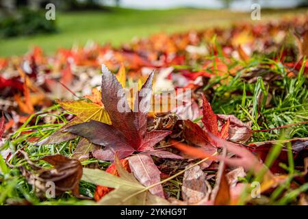 Leuchtend rote und gelbe Herbstahornblätter liegen an einem sonnigen Tag auf grünem Gras Stockfoto