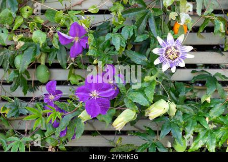 Purple Clematis Blüten und Passionsblüten wachsen zusammen auf einem Holzspalier im Herbst Oktober 2024 Brixton London England UK KATHY DEWITT Stockfoto