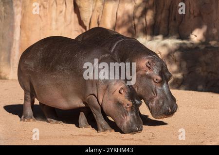 Das gemeinsame Nilpferd im Zoo Valencia Bioparc. Spanien Stockfoto