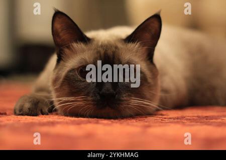 Eine siamesische Katze, die sich auf einem rot-orangen Teppich entspannt, mit einem Blick, der Wärme und Gelassenheit ausstrahlt – ideal für Katzenliebhaber und gemütliche häusliche Themen. Stockfoto