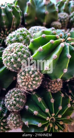 Draufsicht von 2 großen und 4 kleinen Kakteen Echinopsis in verschiedenen Größen, vertikales Format. Stachelige Schönheit. Stockfoto