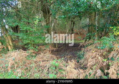 Stechpalme und getrocknete Blätter in einer Waldszene in Burley im New Forest Stockfoto