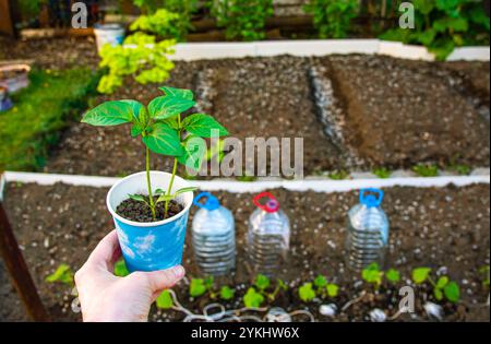 Ein junger Pfefferspross, bevor er im Garten gepflanzt wird. Pflanzenanbau. Stockfoto