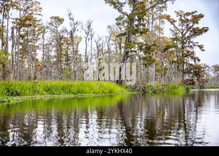 Sumpftour im Mandschac Swamp in New Orleans, Louisiana. Stockfoto