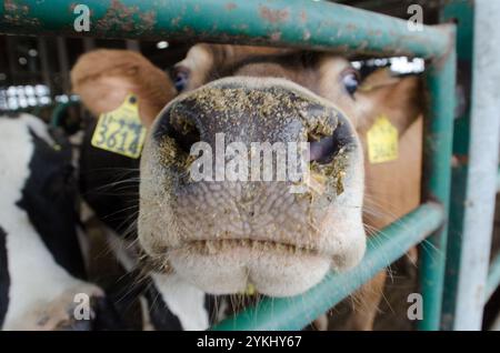 Futterzeit in den freien Färsenstaunen der Brubaker Farms, die am 19. März 2011 in Mount Joy, PA, sowohl Tagebuch als auch Ökostrom produzieren. Die Familienfarm von Luke, Mike und Tony Brubaker hat etwa 850 Kühe und 700 Jungtiere, die letztes Jahr 20.200.000 Pfund Milch produziert haben. Es hat 13 Vollzeitangestellte und mehr als 1.500 Hektar Ackerland. Ihr Methandigester wurde mit einem Zuschuss des US-Landwirtschaftsministeriums (USDA) Rural Development (RD) Rural Energy for America Program (REAP) ermöglicht, der einen Kostenanteil am Kauf des Digesters gewährte. Es kann mehr als 41, Stockfoto