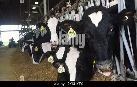 Futterzeit in den freien Färsenstaunen der Brubaker Farms, die am 19. März 2011 in Mount Joy, PA, sowohl Tagebuch als auch Ökostrom produzieren. Die Familienfarm von Luke, Mike und Tony Brubaker hat etwa 850 Kühe und 700 Jungtiere, die letztes Jahr 20.200.000 Pfund Milch produziert haben. Es hat 13 Vollzeitangestellte und mehr als 1.500 Hektar Ackerland. Ihr Methandigester wurde mit einem Zuschuss des US-Landwirtschaftsministeriums (USDA) Rural Development (RD) Rural Energy for America Program (REAP) ermöglicht, der einen Kostenanteil am Kauf des Digesters gewährte. Es kann mehr als 41, Stockfoto