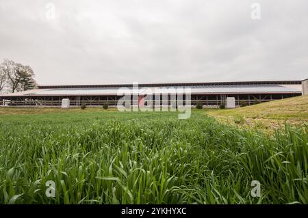 Eine freie Färsenscheune mit 720 Photovoltaik (Solarpaneelen) auf Brubaker Farms macht sie am 19. März 2011 sowohl zu einem Tagebuchproduzenten als auch zu einem Öko-Energieproduzenten in Mount Joy, PA. Die Familienfarm von Luke, Mike und Tony Brubaker hat etwa 850 Kühe und 700 Jungtiere, die letztes Jahr 20.200.000 Pfund Milch produziert haben. Es hat 13 Vollzeitangestellte und mehr als 1.500 Hektar Ackerland. Diese Färsenscheune mit 720 Photovoltaik (Solarpaneele) und zwei weiteren Gebäuden verfügt über insgesamt 777 Paneele, die 150 kW elektrische Energie erzeugen. Dies wurde mit Hilfe des Finanzministeriums ermöglicht. Stockfoto