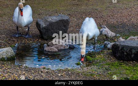 Ein Blick auf Schwäne und ihre Jungen, die im Sommer bei Ebbe in Bosham, West Sussex, in einem Wasserbecken trinken Stockfoto