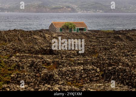 Die Landschaft des Weinguts der Insel Pico in Lajido da Criação Velha, südlich von Madalena, Azoren, wurde zum UNESCO-Weltkulturerbe erklärt. Stockfoto