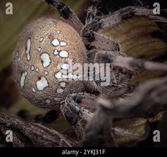 Detaillierte Nahaufnahme einer Spinne, die auf Laub ruht und ihre markanten Markierungen und Texturen zeigt Stockfoto