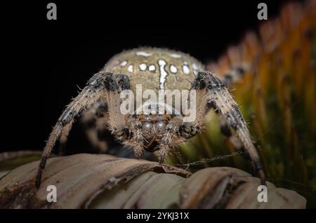 Intensive Frontansicht einer Spinne, die ihre einzigartigen Muster und Texturen vor dunklem Hintergrund hervorhebt Stockfoto