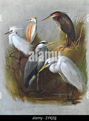 Buffhinterer Reiher oder Rinderreiher (Bubulcus ibis), kleiner Reiher (Egretta garzetta), Purpurreiher (Ardea purpurea), gemeiner Reiher oder Graureiher (Ardea cinerea) und großer Weißer Reiher oder großer Reiher (Ardea alba), Vintage Aquarellillustration von 1915. Original des schottischen Künstlers Archibald Thorburn. Stockfoto