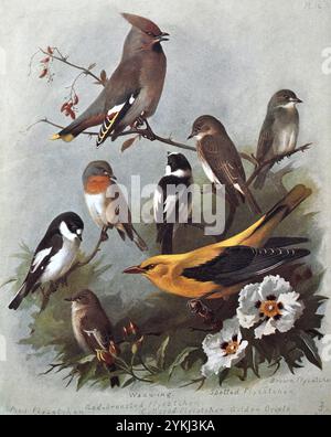 Wachsflügel (Bombycilla garrulus), Flycatcher mit Fleckenmuster (Muscicapa striata), Flycatcher mit braunem Flycatcher (Muscicapa dauurica), Rattenfänger (Ficedula hypoleuca), Flycatcher mit Rotwein (Ficedula parva), Flycatcher mit Kragen (Ficedula albicollis), Goldene Orieole (Oriolus oriolus), Vintage Aquarellillustration von 1915. Original des schottischen Künstlers Archibald Thorburn. Stockfoto