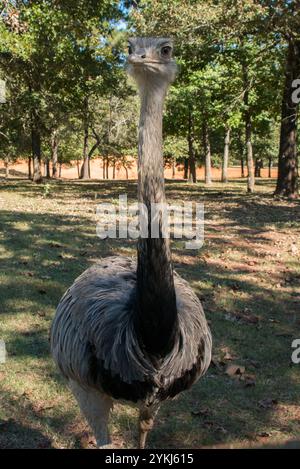 Emu Stockfoto