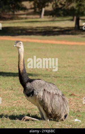 Emu Stockfoto