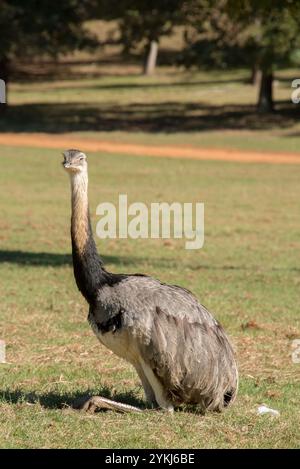 Emu Stockfoto