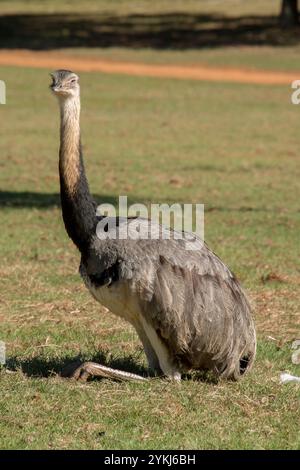 Emu Stockfoto