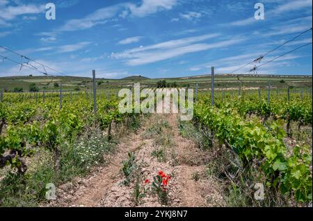 Rebreihen im ländlichen Spanien Stockfoto