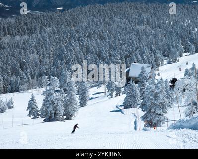 Snowboarder, der eine steile Skipiste hinunter in Richtung eines schneebedeckten Waldes fährt (Yokoteyama, Japan) Stockfoto