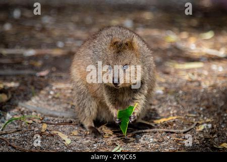 Ein wilder Quokka draußen auf Rottnest Island, Western Australia. Der Quokka hat ein Blatt in den Händen, das er gegessen hat. Stockfoto